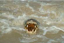 5ce2847cd43750d8418b456f