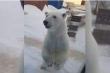 5ce2b3e295a59745318b45db (1)