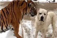 5ce2aebb95a597eb318b45ac