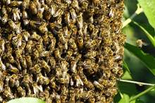 Spanish-couple-discovers-80000-bees-in-their-bedroom-wall