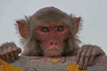 Rhesus_Macaque_(Macaca_mulatta)_in_Kinnarsani_WS,_AP_W_IMG_5792