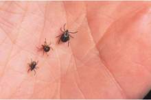 تفسير-رؤية-حشرة-القراد-في-المنام