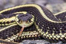 shutterstock_576383449-1200x700