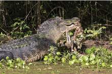 5ce6506395a59765218b4631