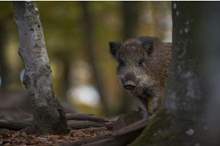 5cebcb72d43750dd128b45f3