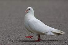 white-pigeon