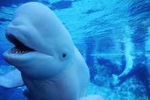 حوت-البيلوغا