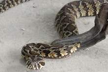 00061601213208617018263233171602