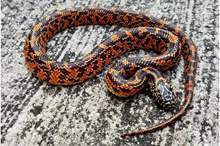 osaic_florida__26854.1509018889.1280.1280