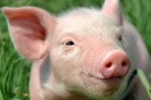 thepigrevivalmain11_md