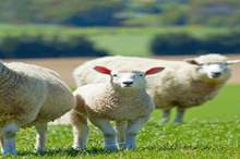 ff38697f-8585-447b-9843-66c74b0f7ef4