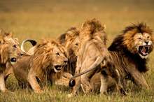 bg-pride-lions-snarling