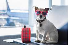 Traveling-With-Animals-Tips-to-Help-Them-and-YOU-Relax-17071-7492a43f4b-1536165594