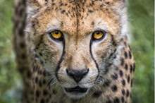 cheetah-2902163_1920