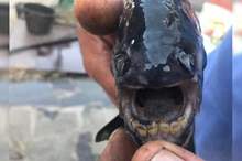 5ba377f595a5974a0c8b4642