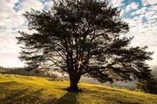 شجرة-تقتل-عريسا-قبل-ساعات-من-زفافه-1300x600