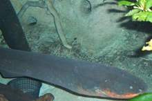 ثعبان البحر