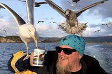 طيور-النورس،-1