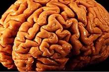 كيف_يعمل_العقل_البشري